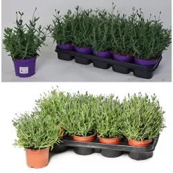 Tikroji levanda - Lavandula angustifolia CLEO PATIO