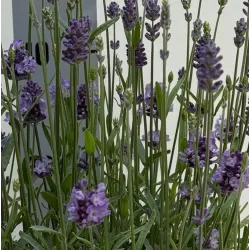 Tikroji levanda - Lavandula angustifolia CLEO PATIO