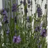 Tikroji levanda - Lavandula angustifolia CLEO PATIO