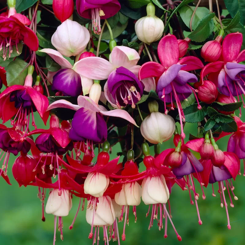 Fuchsia mixed