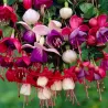 Fuchsia mixed