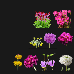 Raktažolių kolekcija 7 veislės - Primula mix