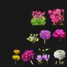 Primula mix