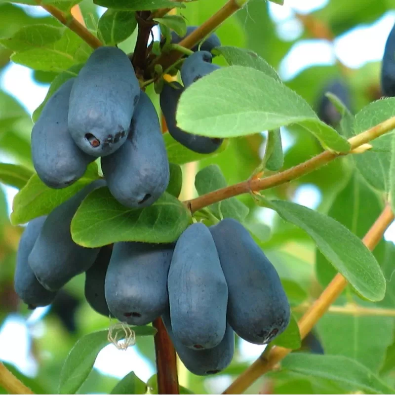 Valgomųjų sausmedžių MEGAKOLEKCIJA 32 skirtingų veislių