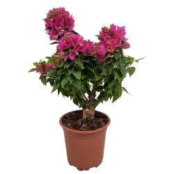 Bugenvilija - Bougainvillea THAI TRUNK (visą vasarą siunčiame tik žydinčias)