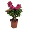 Bugenvilija - Bougainvillea THAI TRUNK (visą vasarą siunčiame tik žydinčias)