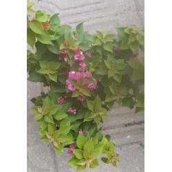 Bugenvilija - Bougainvillea THAI TRUNK (visą vasarą siunčiame tik žydinčias)