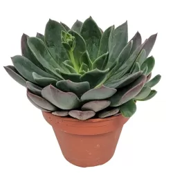 Eševerija - Echeveria BLUE PRINCE