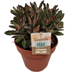 Kalanchoe tomentosa Nigra