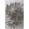 Kalankė - Kalanchoe tomentosa Nigra