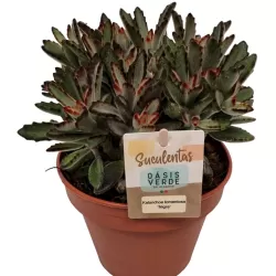 Kalanchoe tomentosa Nigra