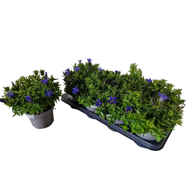 Vasarinis (septynšakis) gencijonas - Gentiana septemfida var. lagodechiana