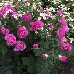 Rožė - Rosa CARMEN WÜRTH