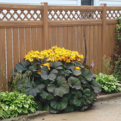 Daugiametės gėlės internetu su pristatymu į namus