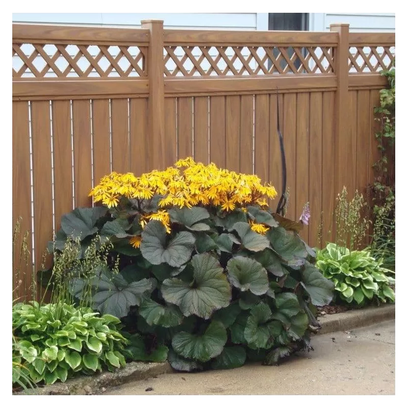 Daugiametės gėlės internetu su pristatymu į namus