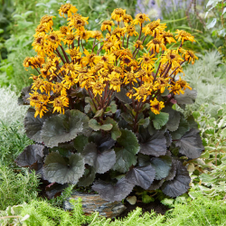 Daugiametės gėlės internetu su pristatymu į namus