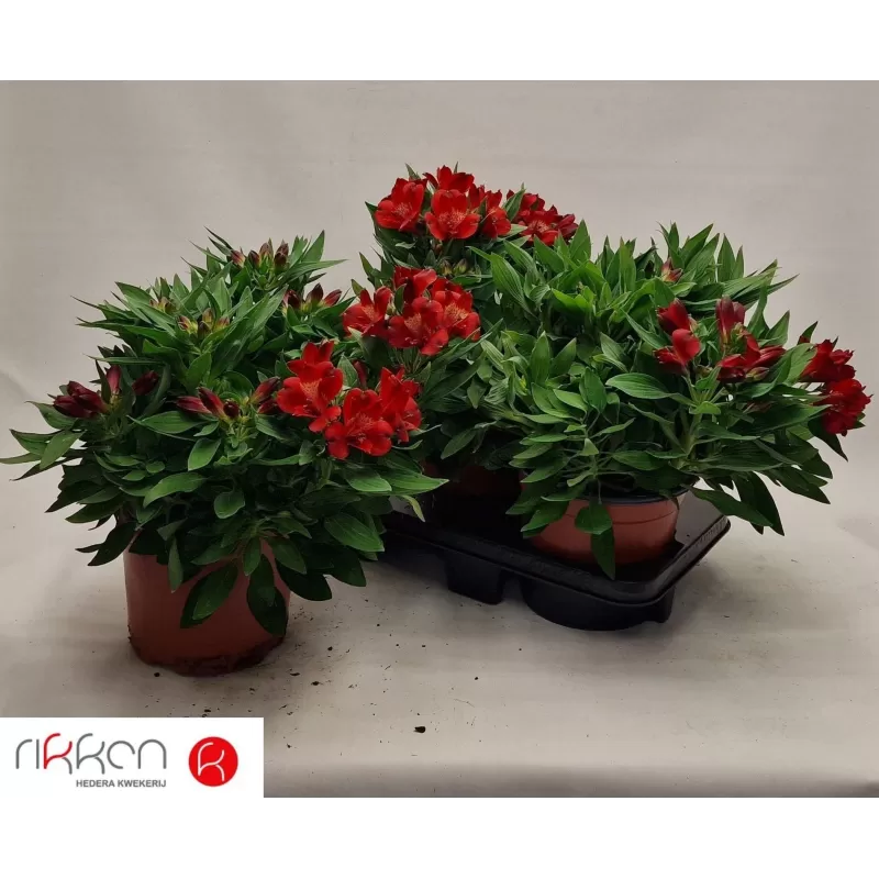 copy of Alstromerija - Alstroemeria COLORITA RED P19