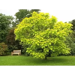 Paprastoji katalpa - Catalpa bignonioides AUREA