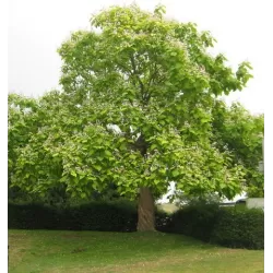 Paprastoji katalpa - Catalpa bignonioides AUREA