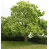 Paprastoji katalpa - Catalpa bignonioides AUREA