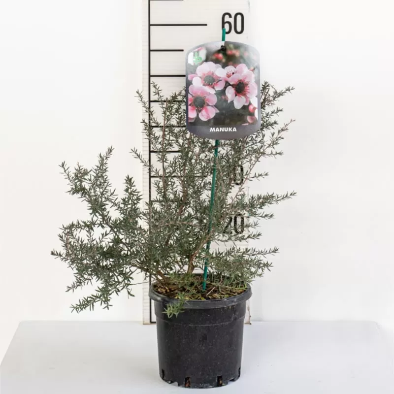 E-medelynas internete: vaismedžiai ir vaiskrūmiai