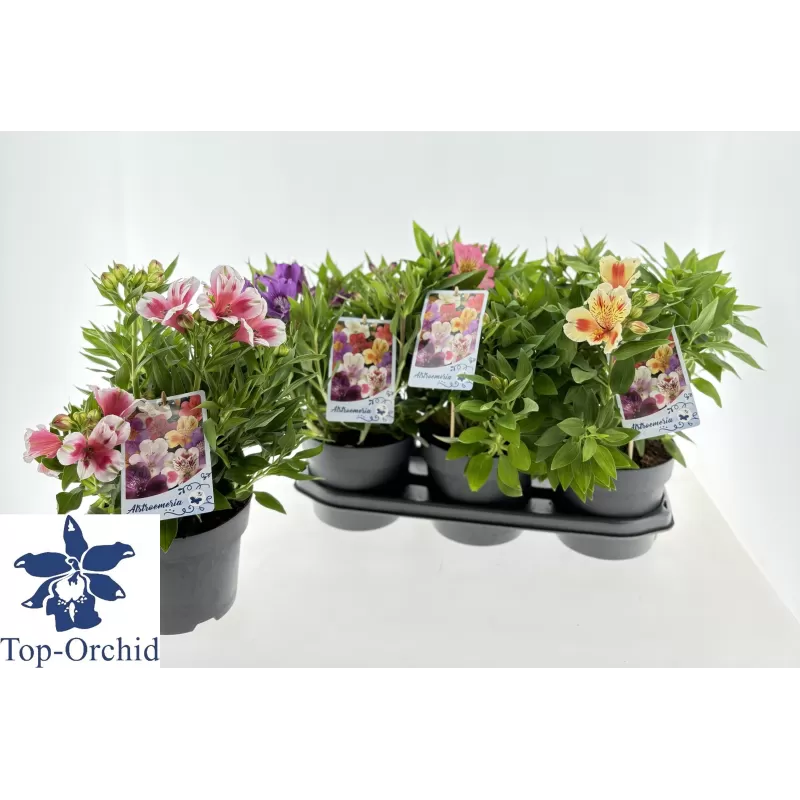 Alstromerija - Alstroemeria MIX