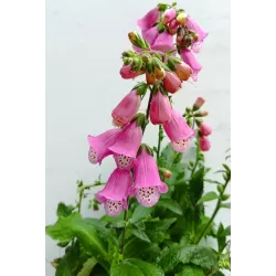 Digitalis purpurea PANTHER