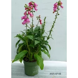 Digitalis purpurea PANTHER