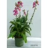 Digitalis purpurea PANTHER