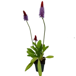 Primula vialii