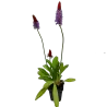 Primula vialii