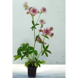 Astrantia major PINK PRIDE