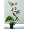Astrantia major PINK PRIDE