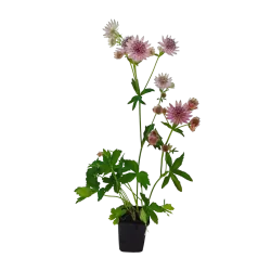 Astrantia major PINK PRIDE