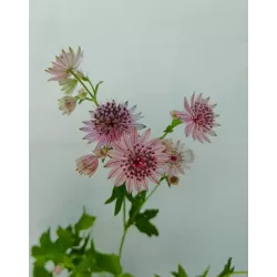 Astrantija - Astrantia major PINK PRIDE