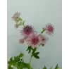 Astrantia major PINK PRIDE