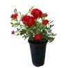 Rosa RED DRIFT