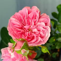 Rožių krūmai internetu su pristatymu į namus