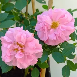 Rožė - Rosa JOHN DAVIS