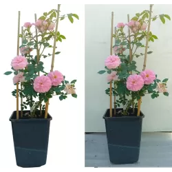 Rožė - Rosa JOHN DAVIS