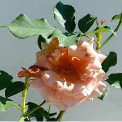 Rožė - Rosa KOKO LOKO ®