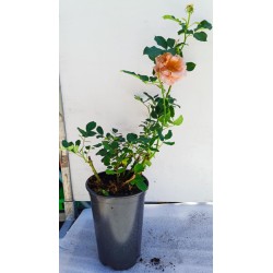 Rožė - Rosa KOKO LOKO ®