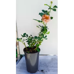 Rožė - Rosa KOKO LOKO ®