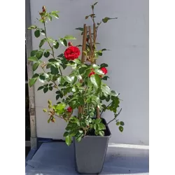 Rožė - Rosa AMADEUS ®