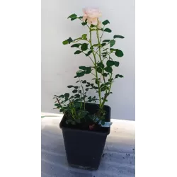 Rožė - Rosa QUEEN OF SWEDEN ®