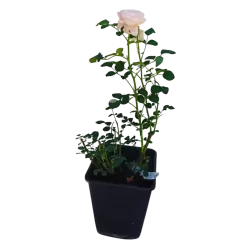 Rosa QUEEN OF SWEDEN