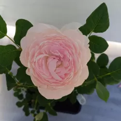 Rožė - Rosa QUEEN OF SWEDEN ®