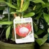 Protea cynaroides Little Prince