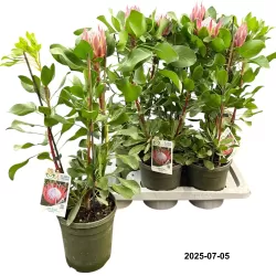 Protea cynaroides Little Prince