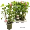 Protea cynaroides Little Prince